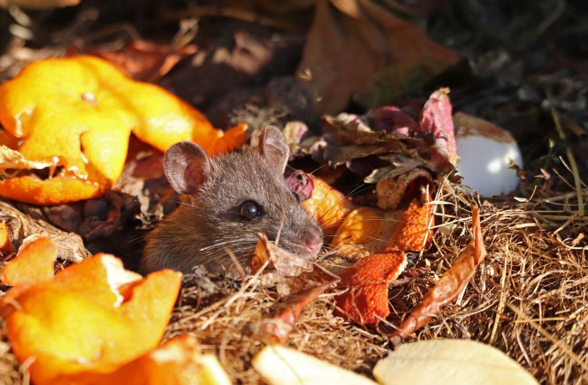 Piege A Rat,Attrape Souris Vivante Capture Les Animaux Nuisible en  Exterieur Et Interieur.Cage Anti Souris Efficace avec Deux Entrée -  Cdiscount Jardin