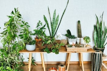 Plante Interieur Entretenir