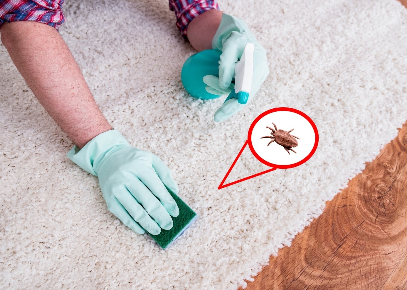 Puces de parquet les méthodes efficaces pour s