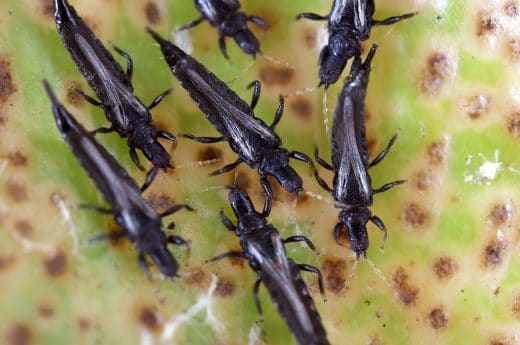 À épingler : Thrips ou bêtes d’orage : comment s’en débarrasser dans la maison ?