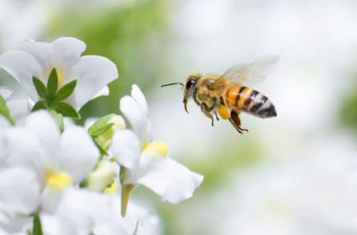 À épingler : Quels insectes pollinisateurs au jardin ?