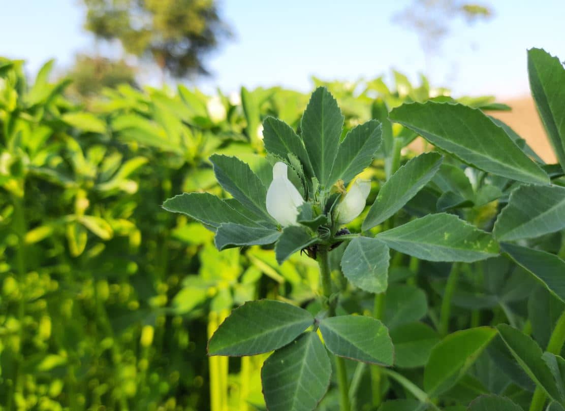 Engrais Verts Fénugrec