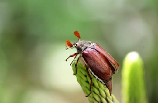 À épingler : 9 astuces pour lutter contre les hannetons au jardin