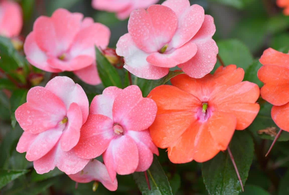 Impatiens Fleurs