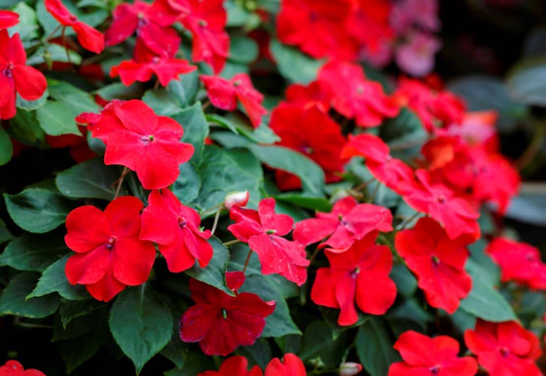 Impatiens Plantes