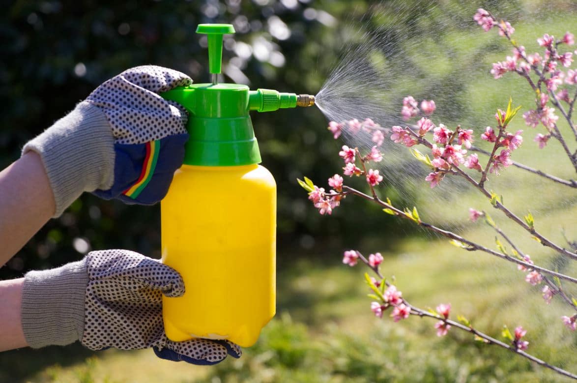 Insecticides Naturels