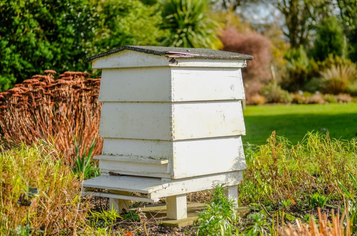 Ruche dans le jardin : les règles à respecter pour l'installer