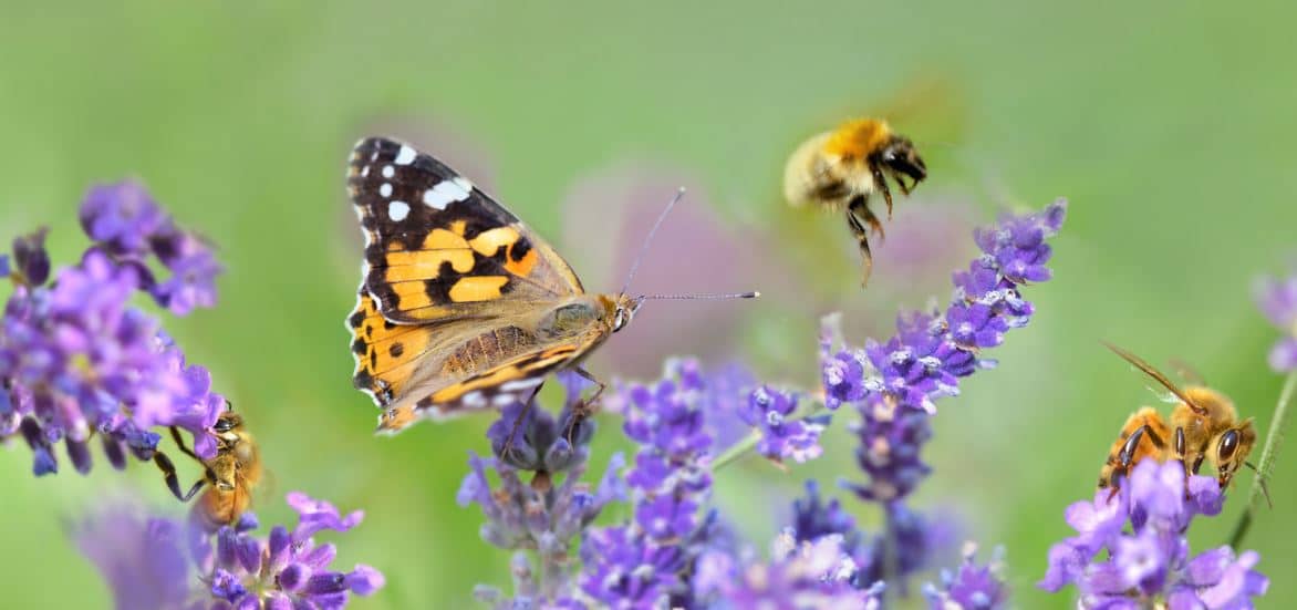 Papillon Et Abeilles Pollinisateurs