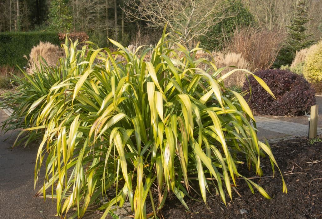 Phormium