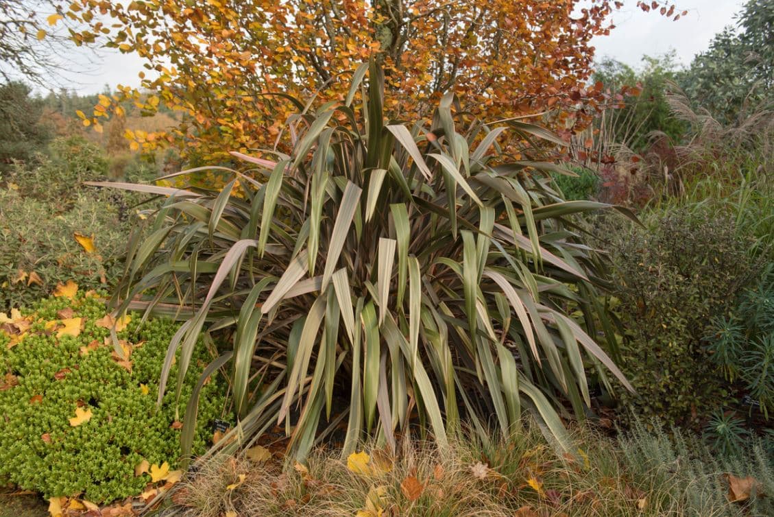 Phormium Sundowner