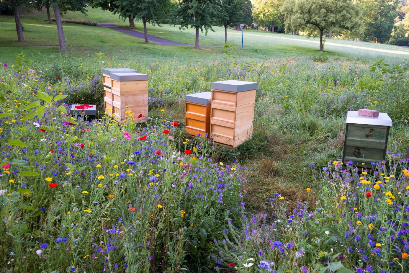 Peut-on installer une ruche dans son jardin ? On vous répond