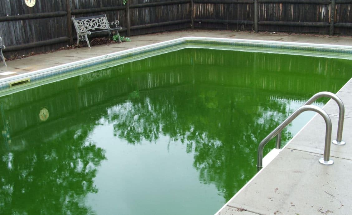 Eau Piscine Verte Algues