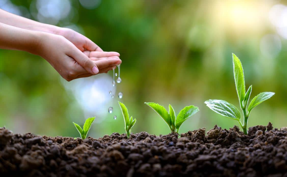 Comment l'humidité affecte la croissance d'une plante