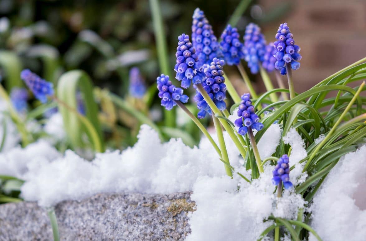 Gelées En Mars Jardin