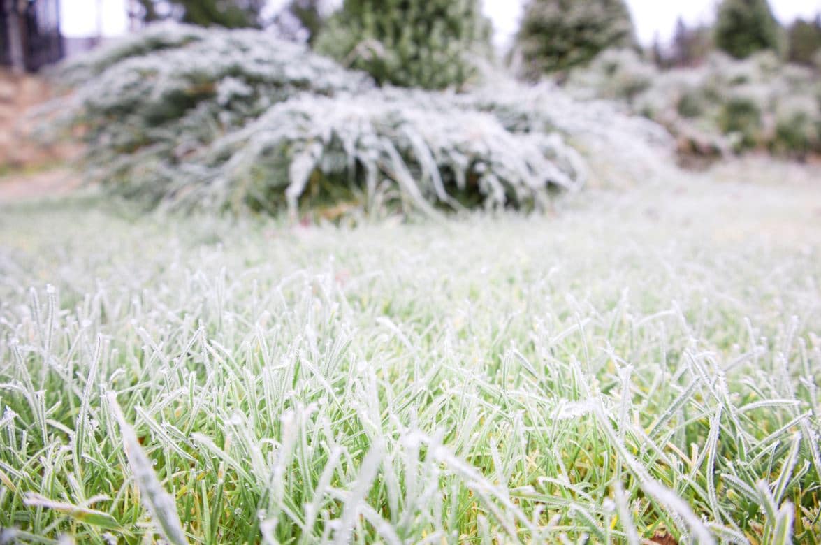 Jardin Janvier Gelé