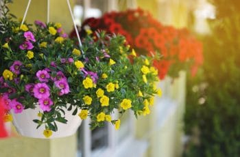 Plantes Balcon