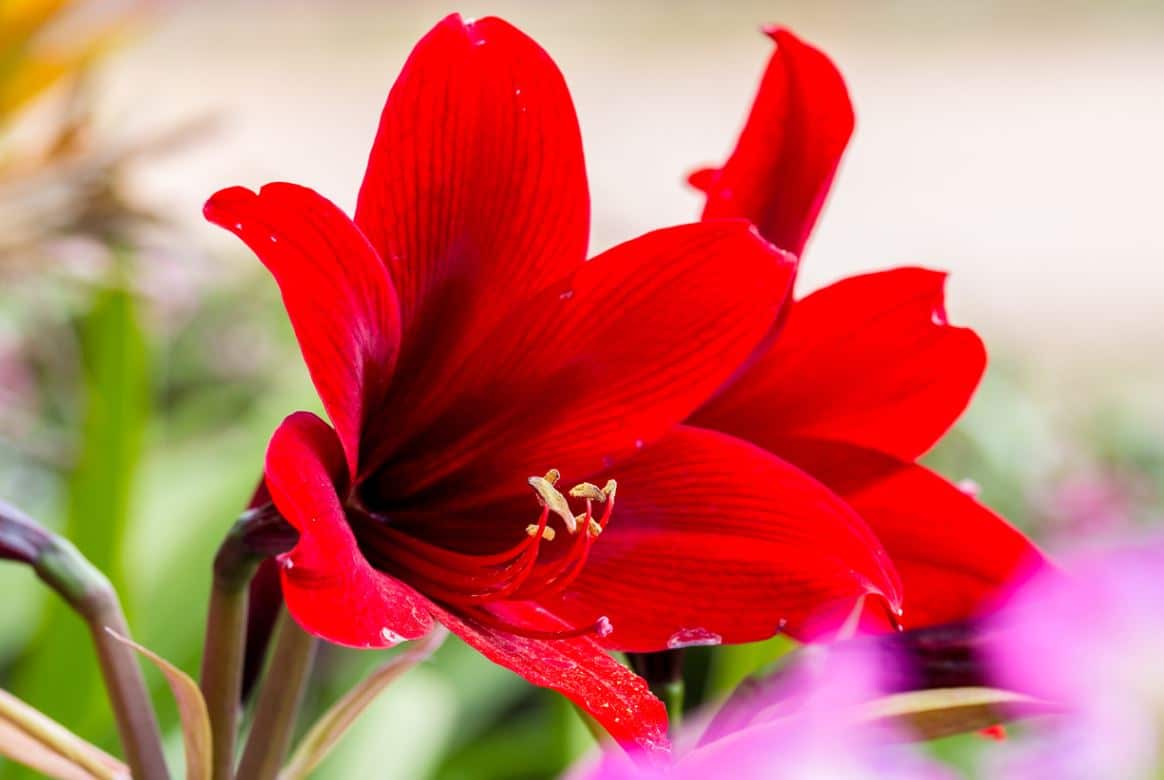 Plantes Bulbeuses Amaryllis