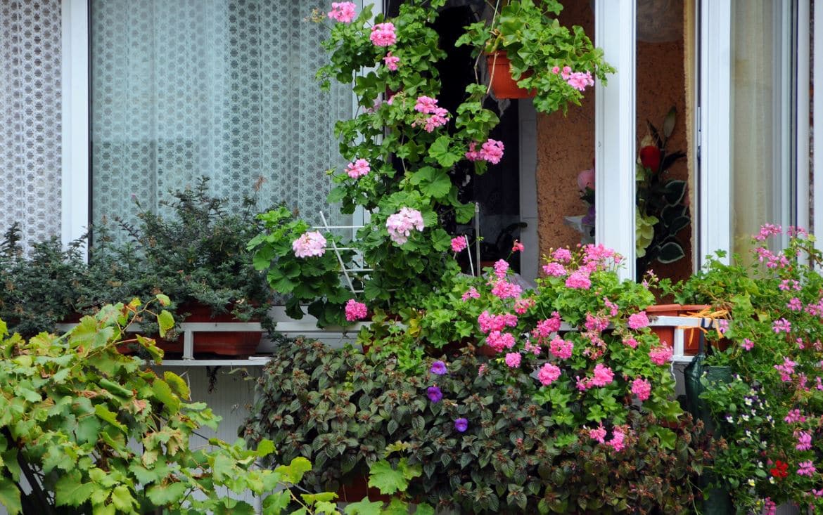 Plantes Ornementales Balcon