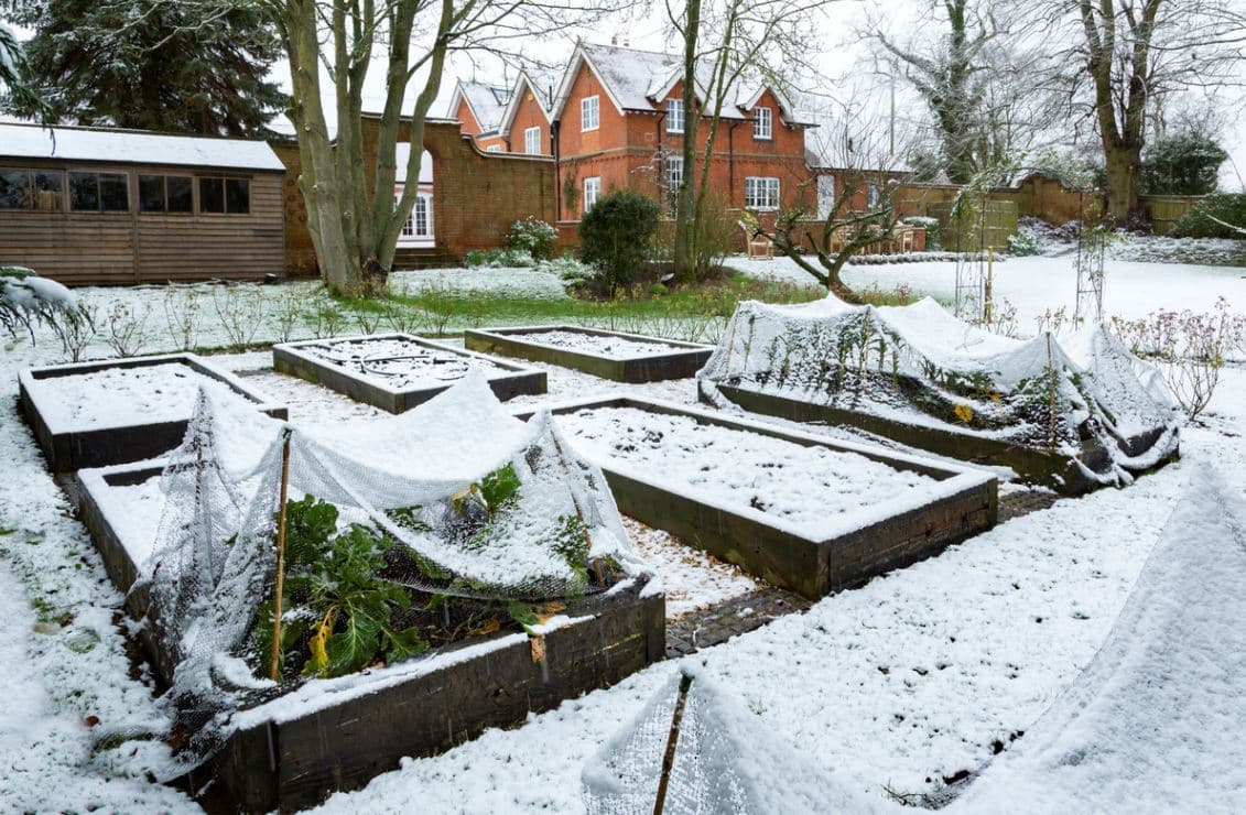 Potager Hiver Neige