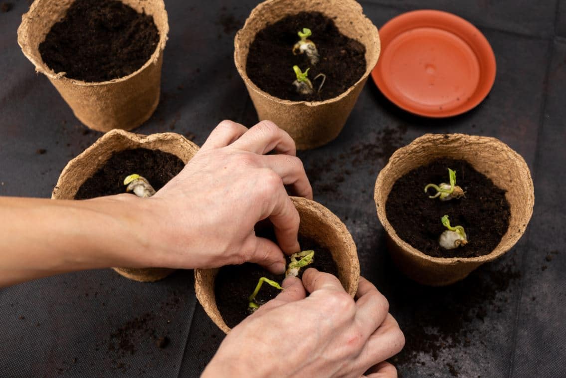 Réussir Boutures Plantes