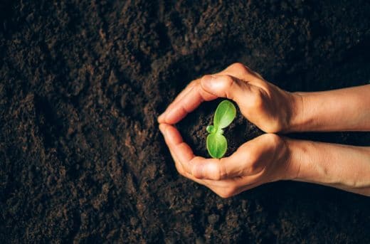 À épingler : Le facteur sols de culture et éléments nutritifs de complément