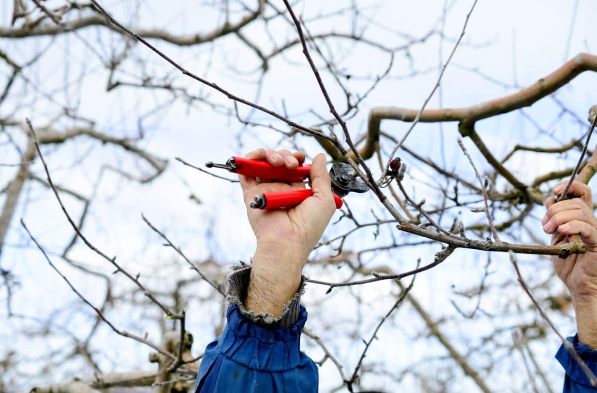 Taille Arbre Février