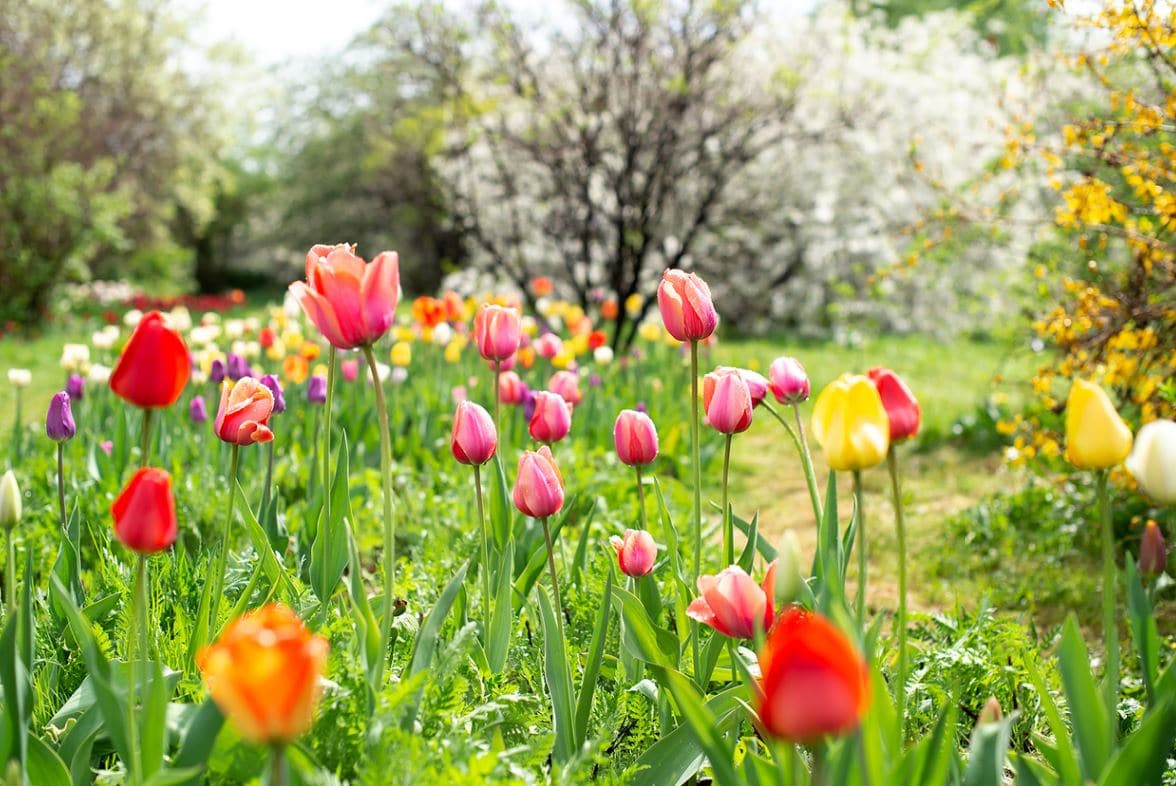 Tulipes Jardin