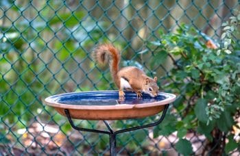 Cureuil Dans Le Jardin