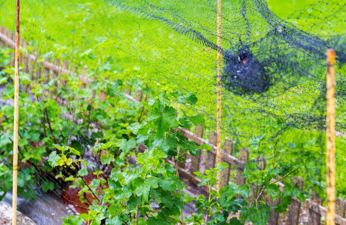 Filet Anti Oiseaux Potager