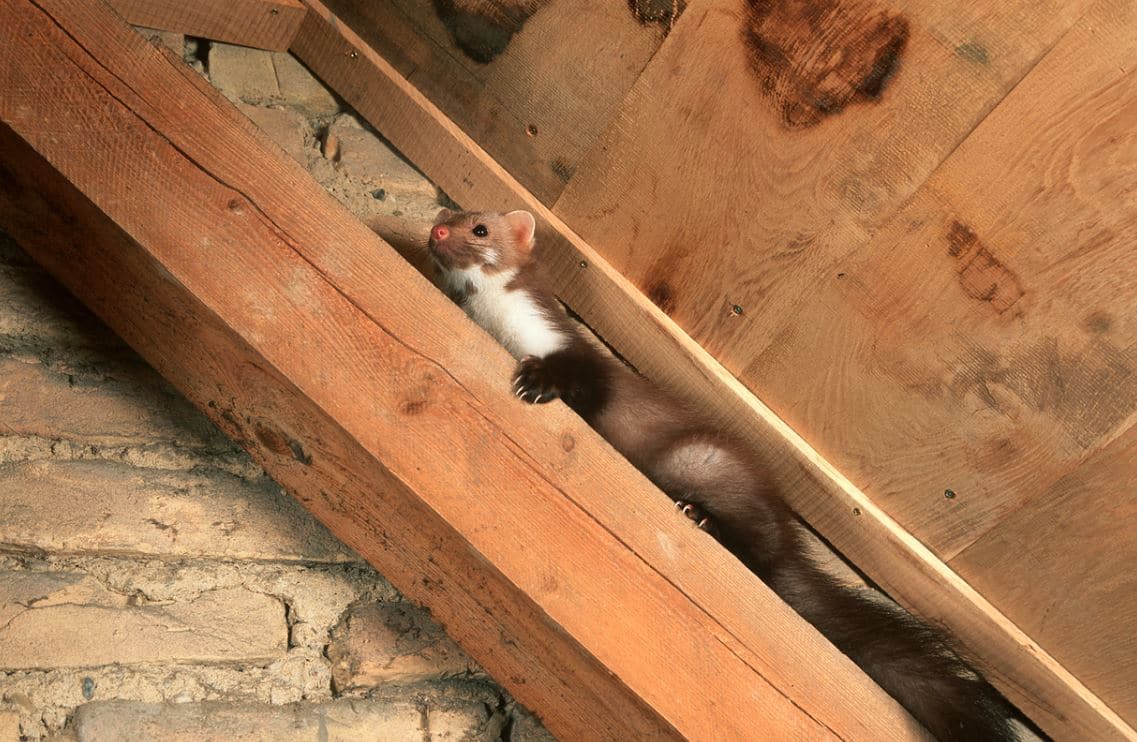 3 manières de se débarrasser de l'odeur de la naphtaline