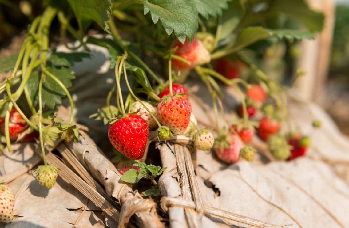 Fraises