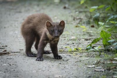 Comment se débarrasser d'une fouine dans le grenier