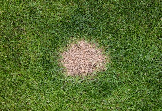 À épingler : Pelouse brûlée par le soleil : que faire ?