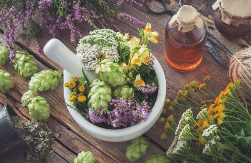 Plantes médicinales : 11 variétés à cultiver au jardin