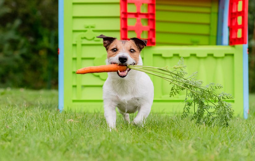 Produits Chimiques Danger Chien