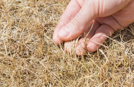 À épingler : Pelouse et problème de sécheresse : comment y remédier ?