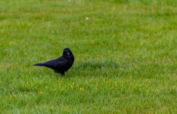 Corbeau Dans Le Jardin