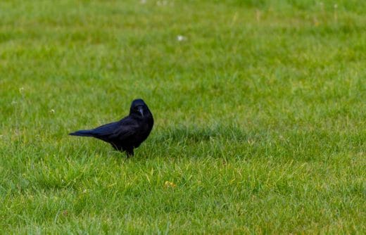 À épingler : 11 astuces pour éloigner les corbeaux de la maison