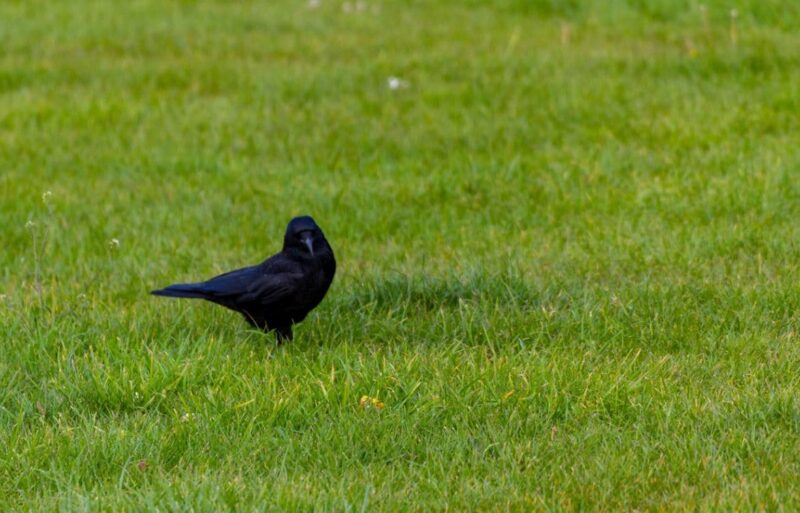Eloigner les corbeaux de la maison : 11 conseils et astuces