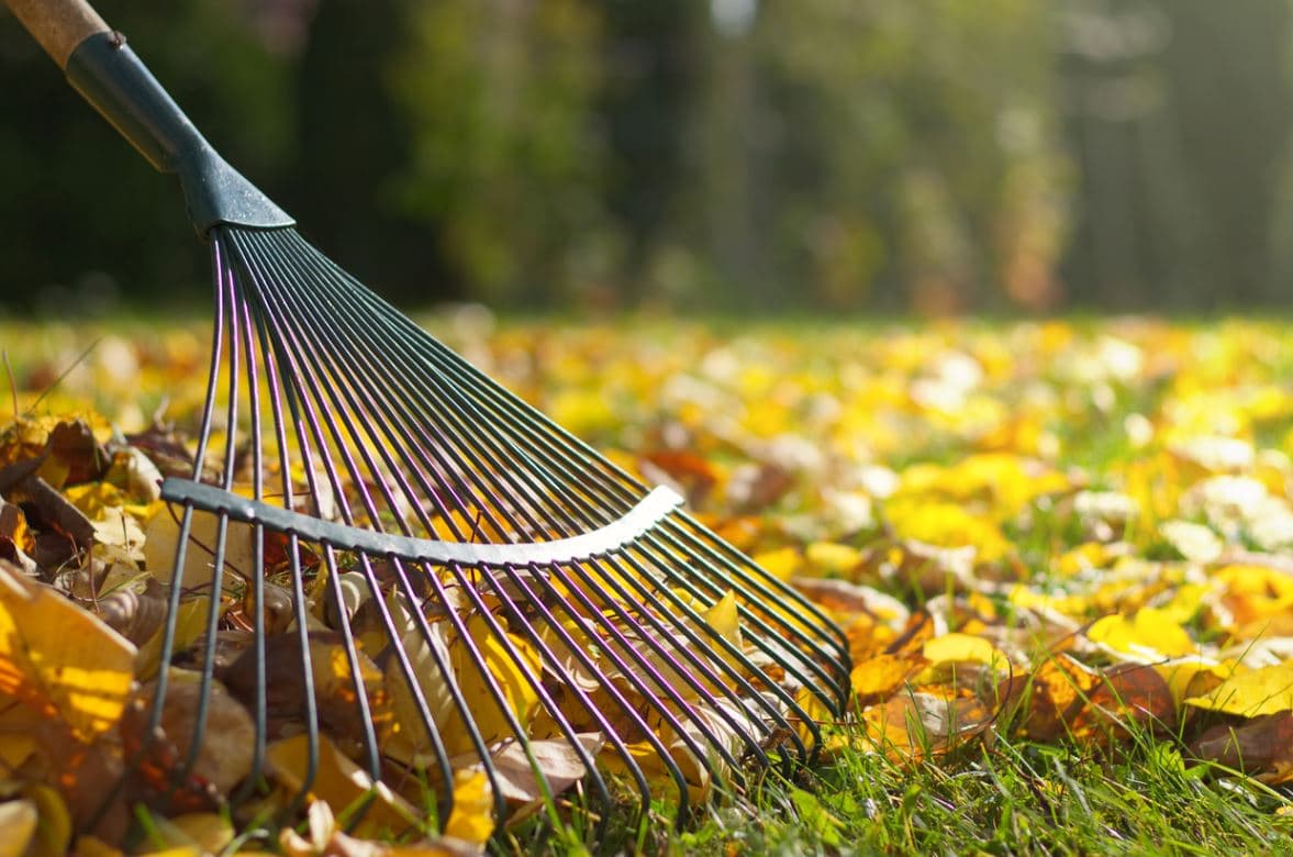 Feuilles Mortes Jardin