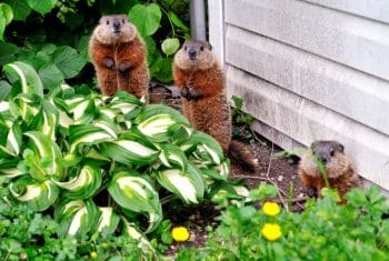 Marmottes Potager