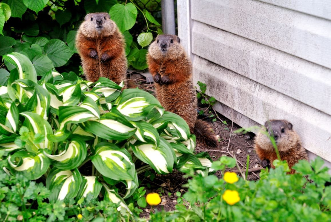 Marmottes Potager