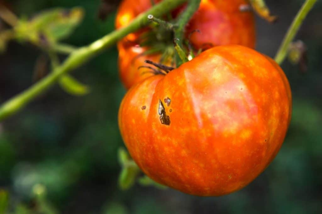 Mildiou Tomates
