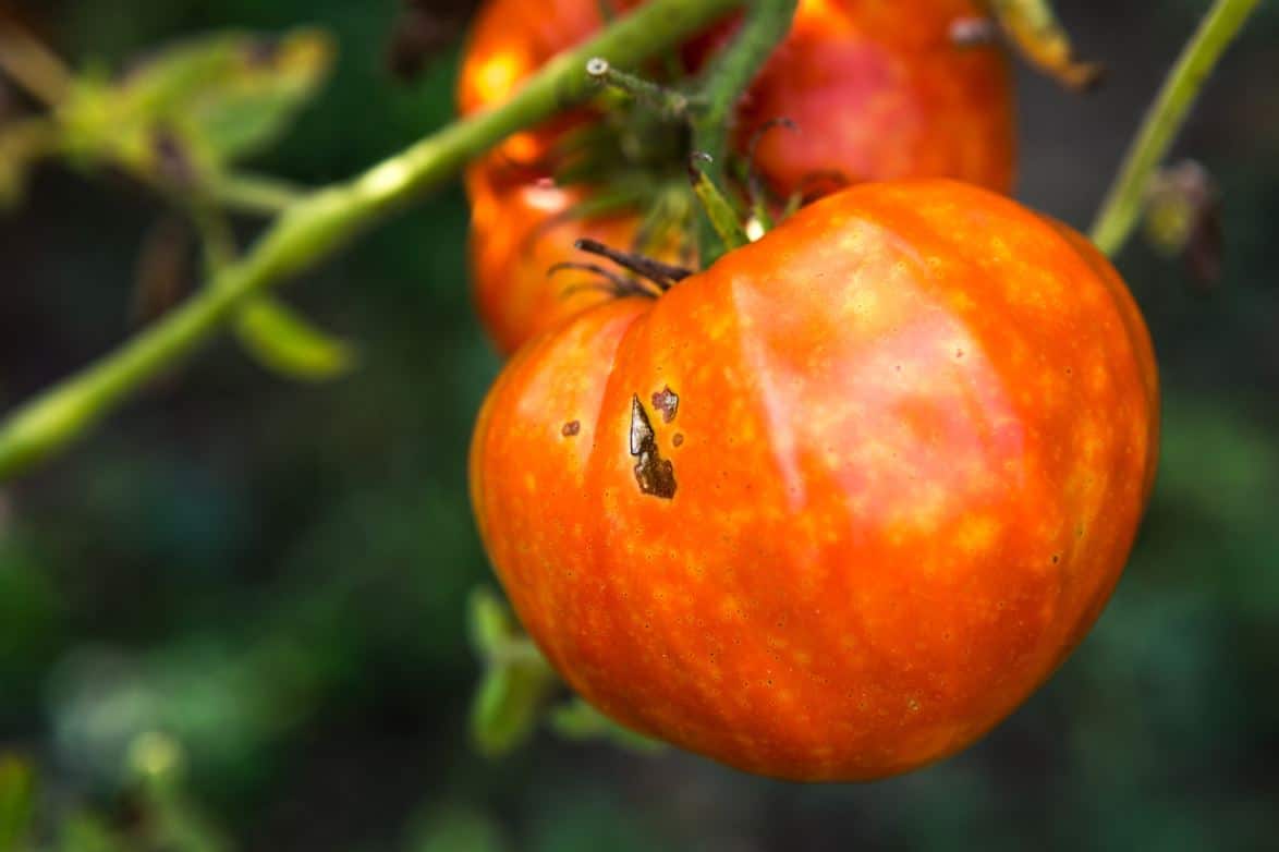 Mildiou Tomates