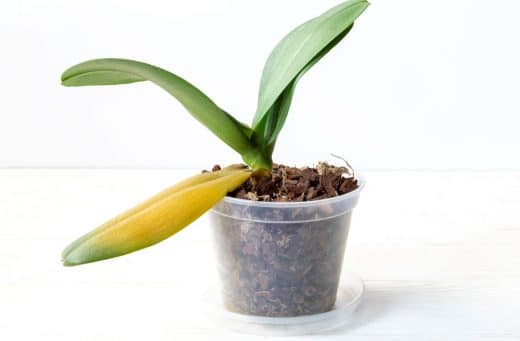 À épingler : Orchidée qui jaunit : que faire ?
