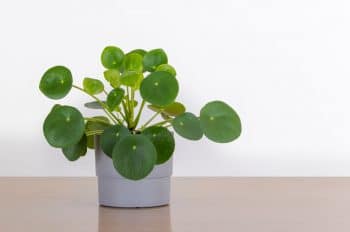 Pilea Peperiomoide