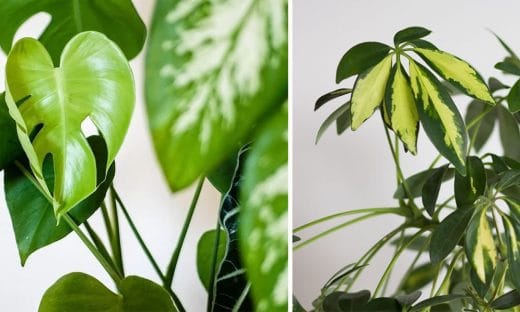 À épingler : Plantes d’intérieur : 20 variétés qui n’ont pas besoin d’eau ou très peu