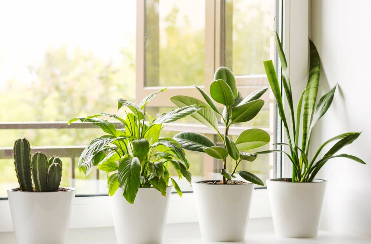 Plantes Qui Absordent L'humidité Ficus Cactus