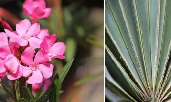 Plantes Résistante Chaleur