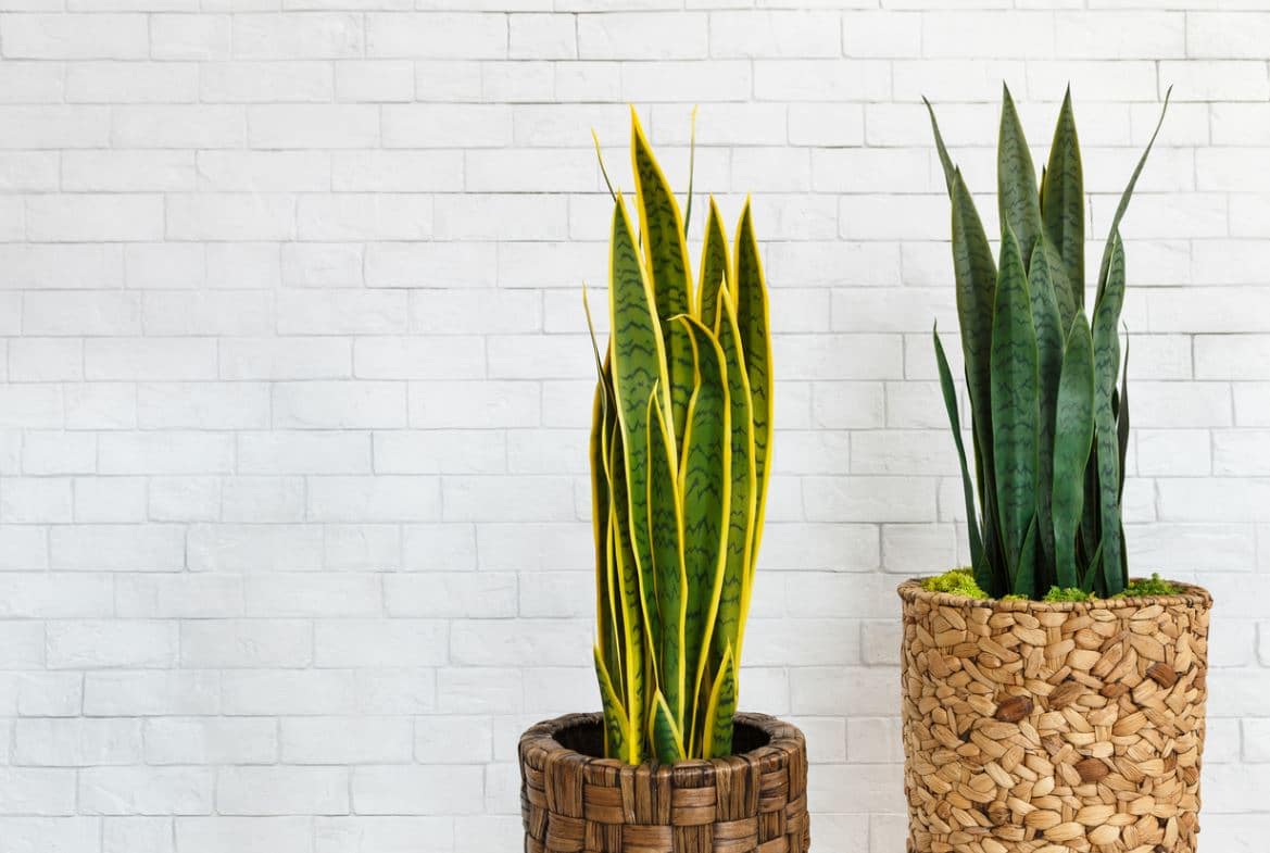 Sansevieria